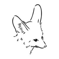 fox fenek vector sketch