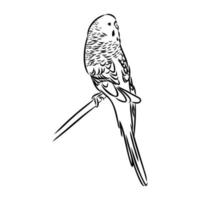 budgie vector sketch