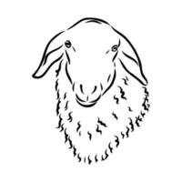 sheep vector sketch