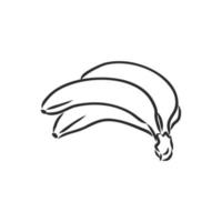 banana vector sketch