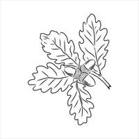 acorn vector sketch