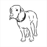 beagle dog vector sketch