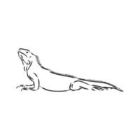 dibujo vectorial de iguana vector