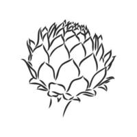 artichoke vector sketch