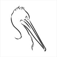 pelican vector sketch