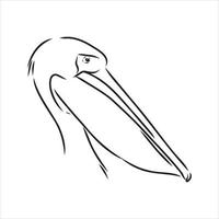 pelican vector sketch