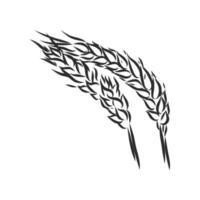 wheat vector sketch