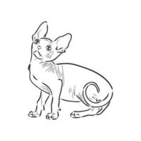 sphinx cat vector sketch