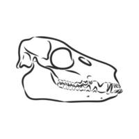 dinosaur skeleton vector sketch