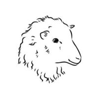 sheep vector sketch