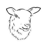 sheep vector sketch