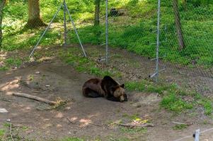 oso rescatado de personas en la reserva. foto