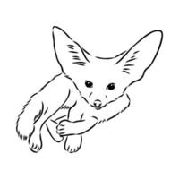 fox fenek vector sketch