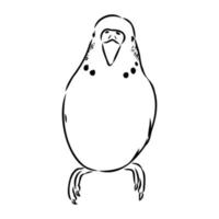 budgie vector sketch