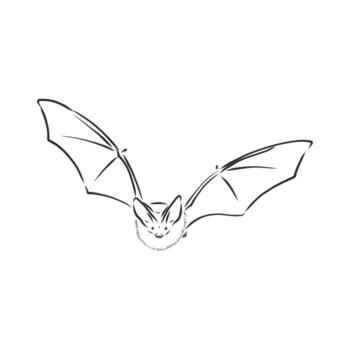 bat vector sketch