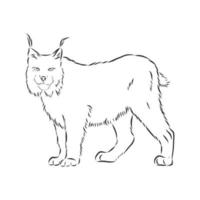 bosquejo del vector del lince