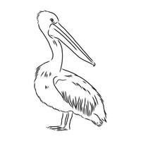 pelican vector sketch