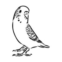 budgie vector sketch