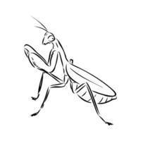 dibujo vectorial de mantis vector