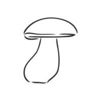 mushrooms champignons vector sketch