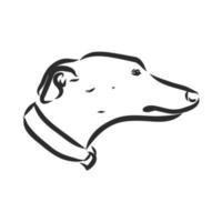 greyhound vector sketch