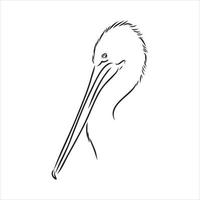 pelican vector sketch