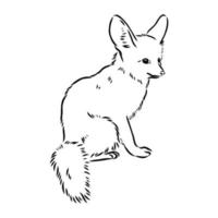 fox fenek vector sketch