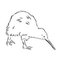 bosquejo del vector del pájaro del kiwi