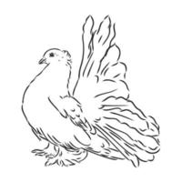 purebred pigeon vector sketch