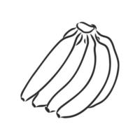 banana vector sketch