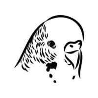 budgie vector sketch