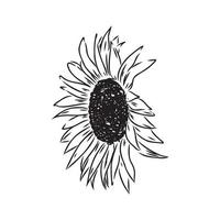 sunflower seeds vector sketch