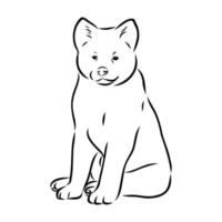 akita inu dog vector sketch