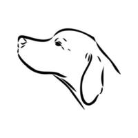 pointer dog vector sketch