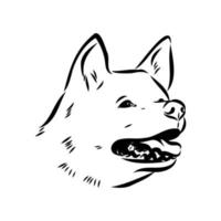 akita inu dog vector sketch