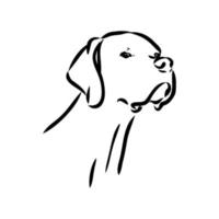 pointer dog vector sketch