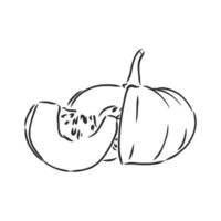 dibujo vectorial de calabaza vector