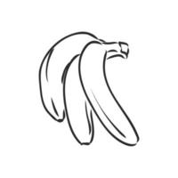 banana vector sketch