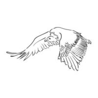 vulture vector sketch