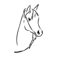 dibujo vectorial de caballo árabe vector