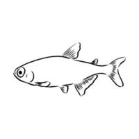 aquarium fish vector sketch