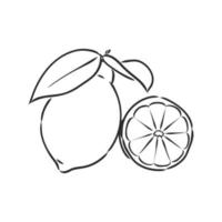 lemon vector sketch