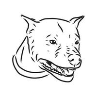 dibujo vectorial pit bull terrier vector