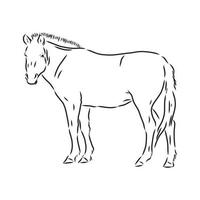 przewalski's horse vector sketch