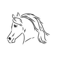 dibujo vectorial de caballo árabe vector