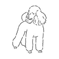 poodle dog vector sketch