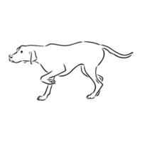 pointer dog vector sketch