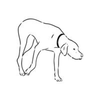 pointer dog vector sketch