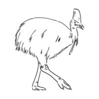 cassowary vector sketch