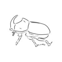 rhinoceros beetle vector sketch